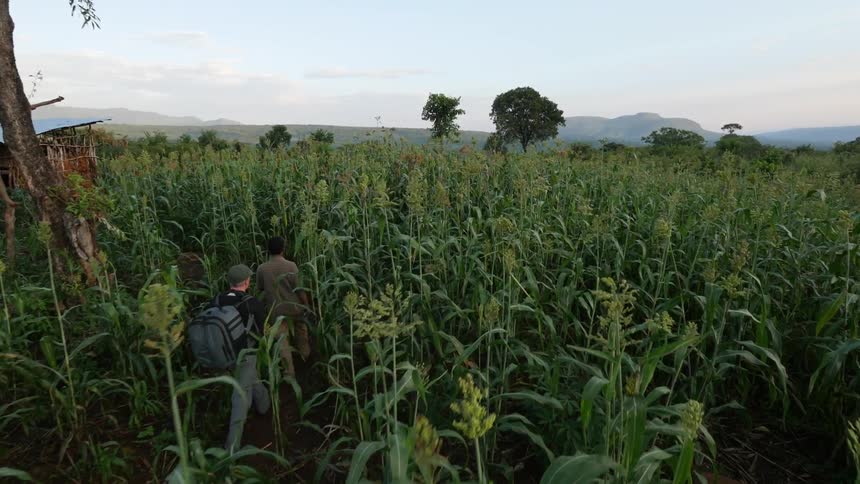Two men are hiking up a hill with tall crops