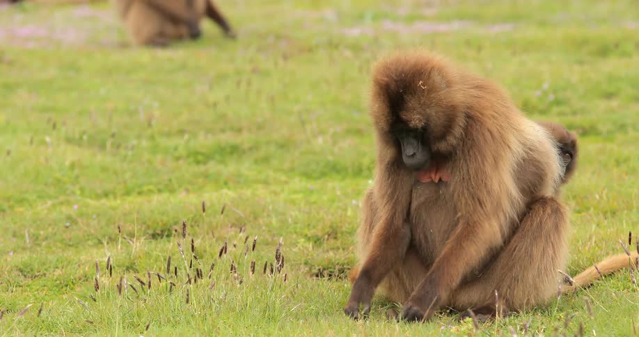 Monkeys are grazing on a field