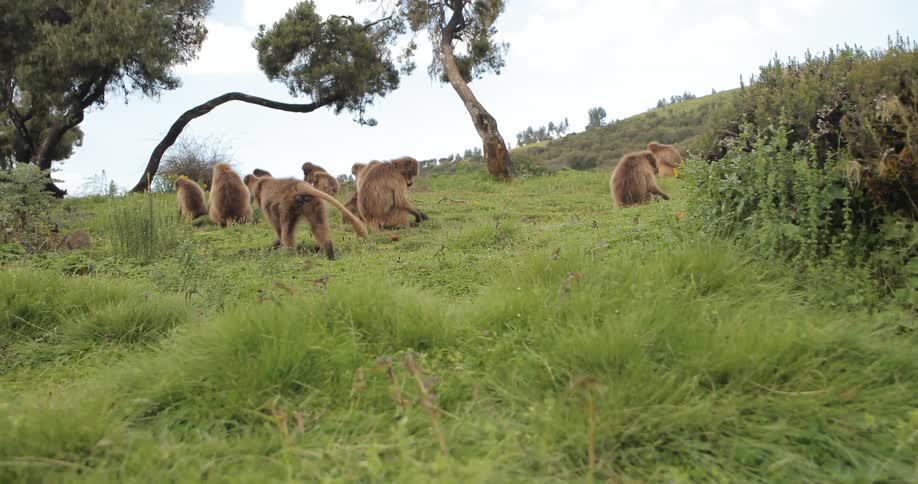 A brown monkey climbs a hill toward other monkeys