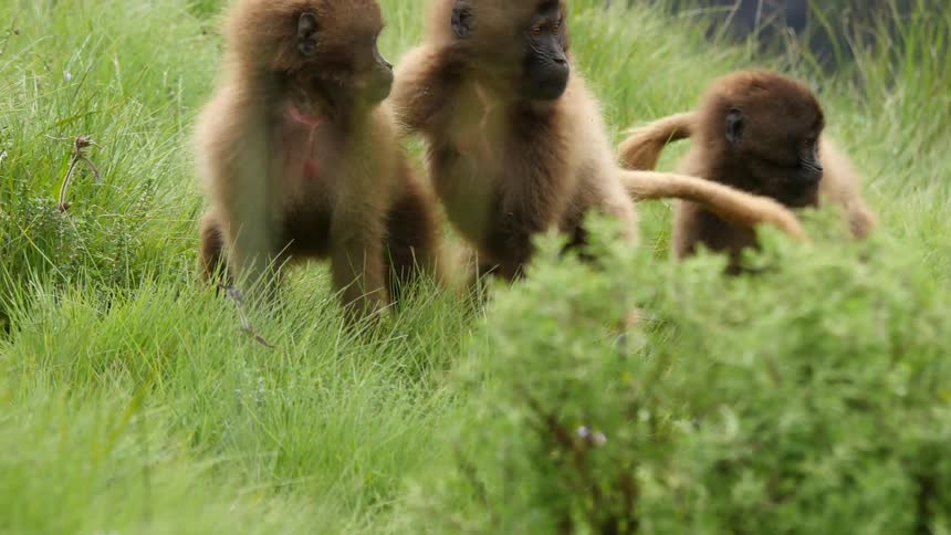 A group of monkeys are walking together on a grass filled hill