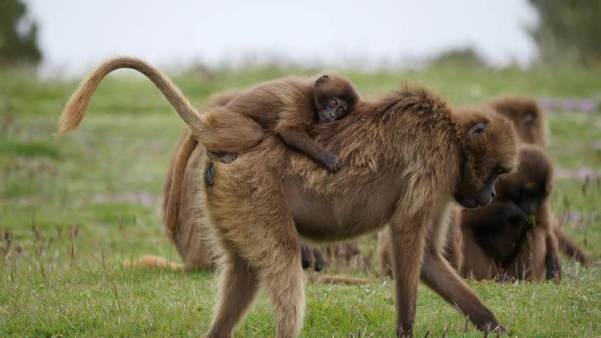A monkey picks grass as her baby balances on her back