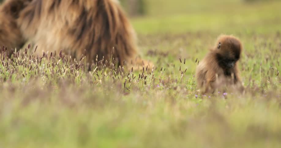 A baby monkey is eating grass in a field