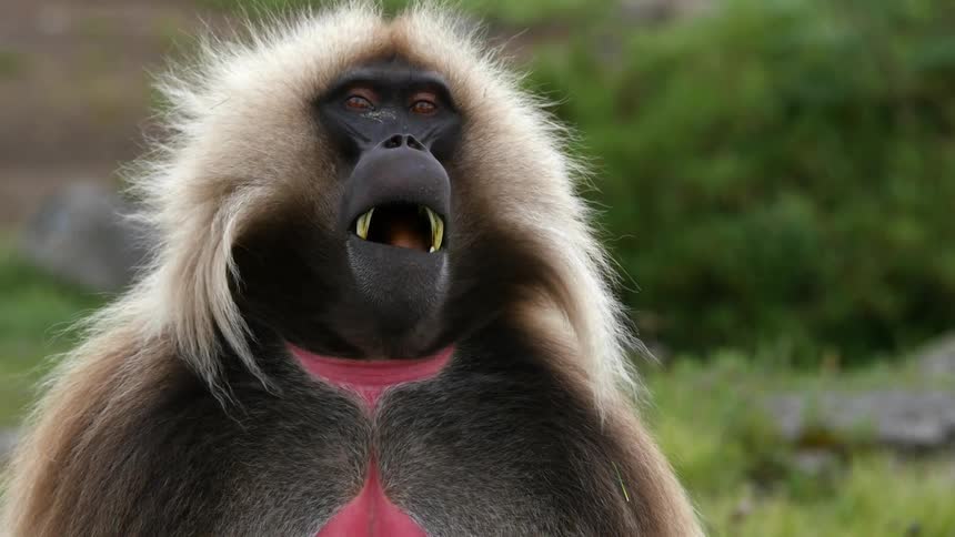 Gelada baboon chews while sitting on the grass