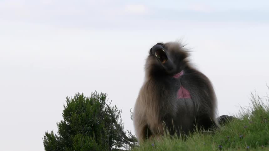 A large animal yawns while standing on a hill