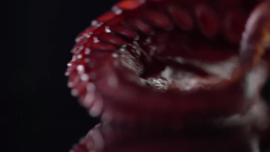 Red cooked octopus tentacle falls and bounces over a reflective surface