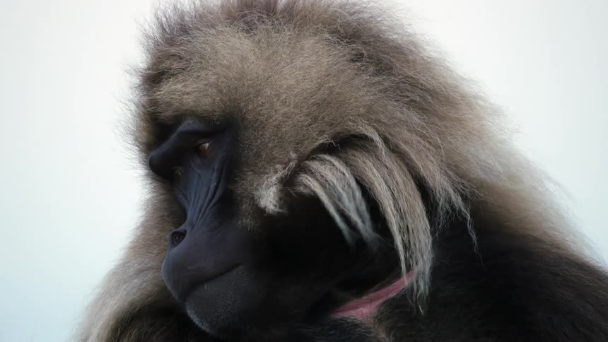 A monkey is looking around on a cloudy day