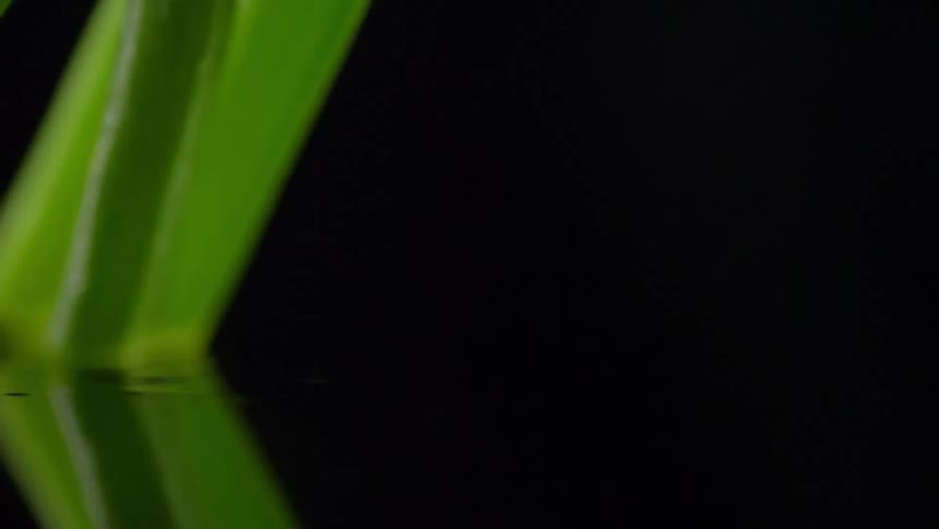 Green onion or scallion leaves fall over a reflective surface on a black background