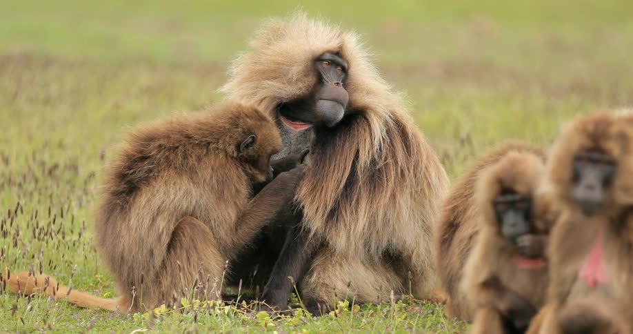 Monkeys are on the grass picking at each other