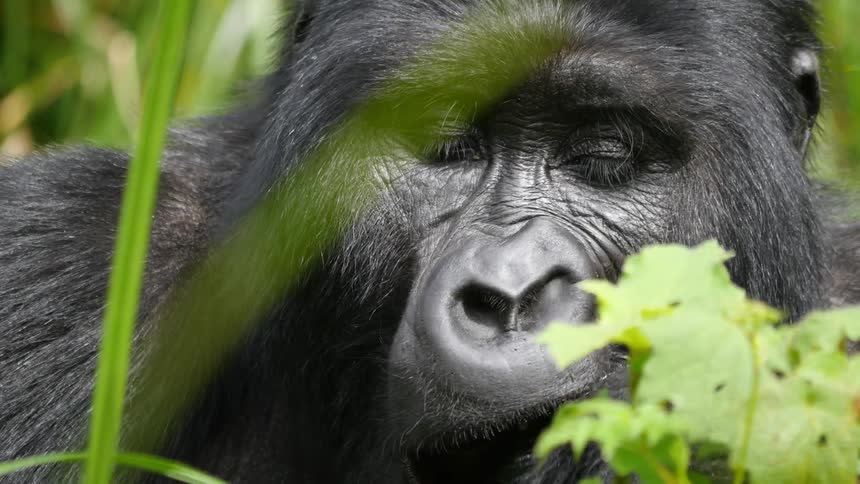 A monkey munches on leaves