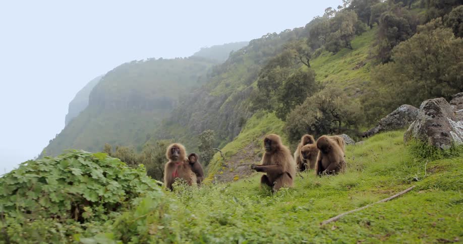 A row of monkeys are eating grass on a hill
