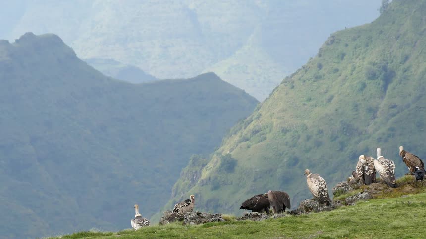 Vultures feeding off prey near the mountains