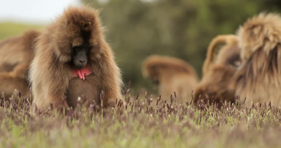 A group of wildlife are grazing on a grass field