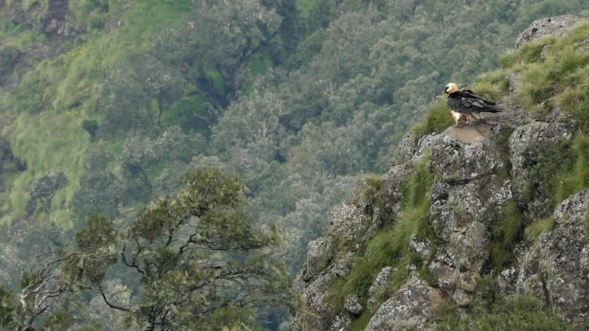 Two birds are perched on a mountain one flies off