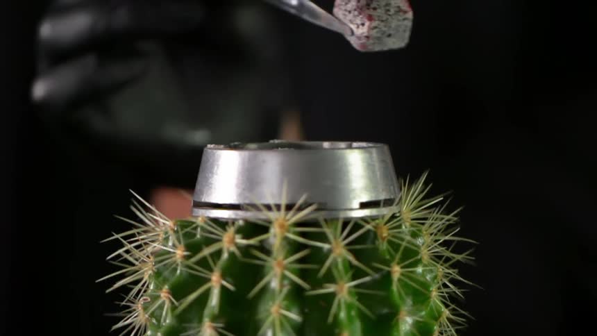 A person drops a heated charcoal cube onto a metal container on top of a cactus