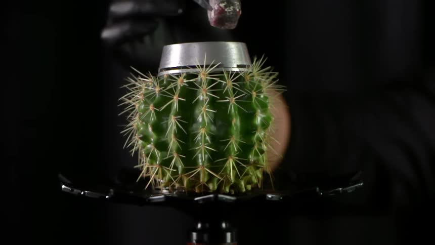A person drops a heated charcoal cube onto a metal container on top of a cactus