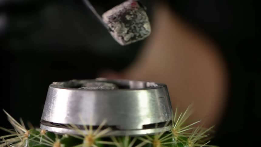 A person drops a heated charcoal cube onto a metal container on top of a cactus