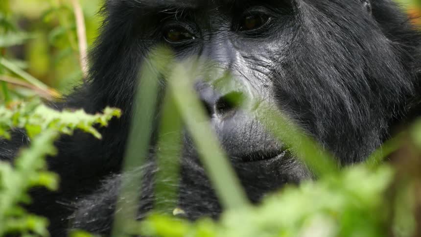 Uganda