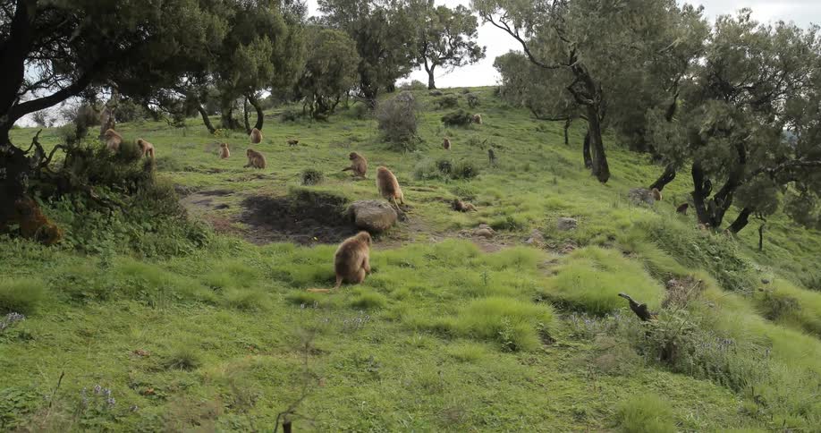 Monkeys on a grassy hillside eat the grass they pull from the ground