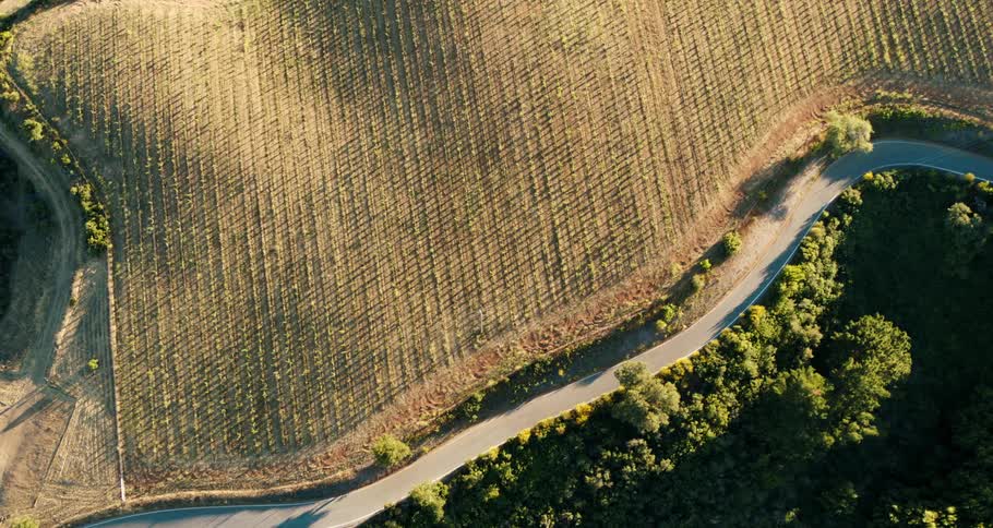 Aerial view of a crop