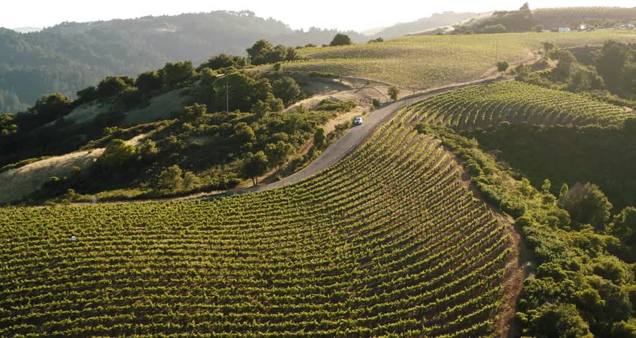 A road running through rows of crops in a hilly countryside