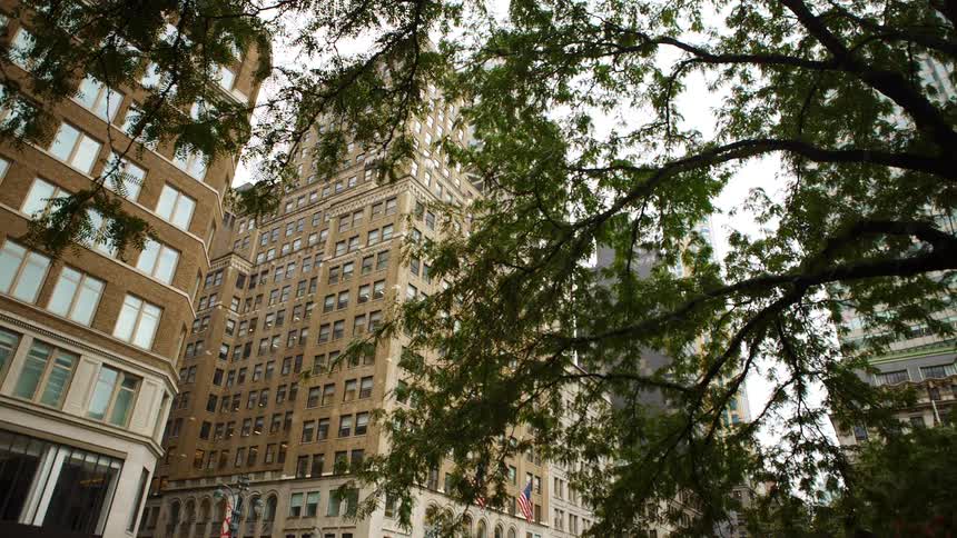 Tall buildings in the city through the branches of a tree