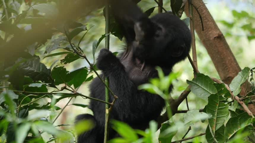 A baby gorilla is climbing in a tree