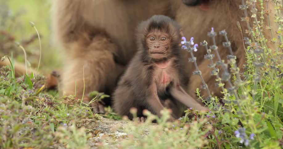 A baby monkey picks at flowers