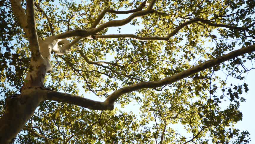 A tree with branches and leaves blowing in the wind with the sky and clouds up above