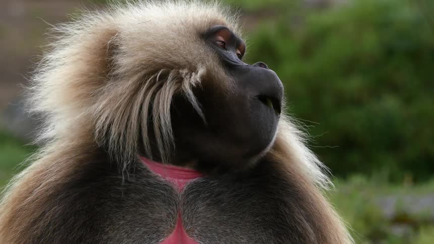 A baboon shaking its head