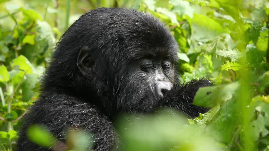 A gorilla is eating leaves on a sunny day