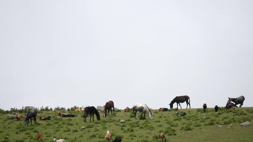 A field is full of animals grazing on a cloudy day