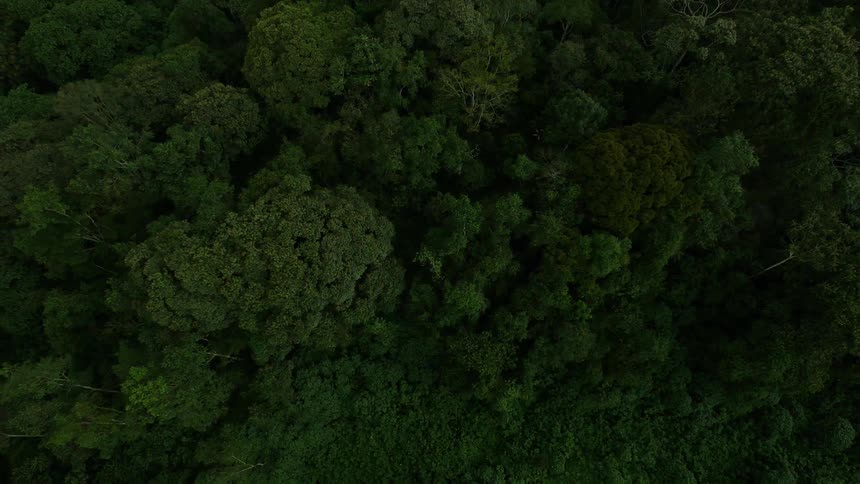 A dense, green forest