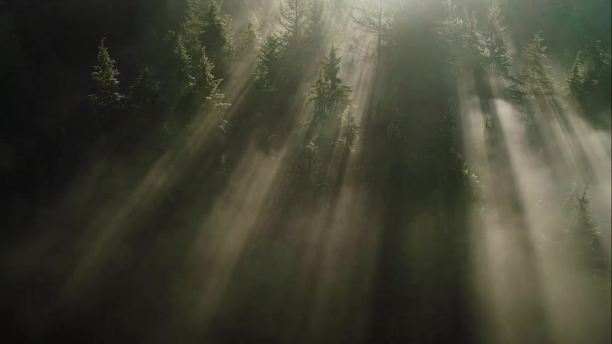 Sunlight creates beams of light through low hanging fog over forest