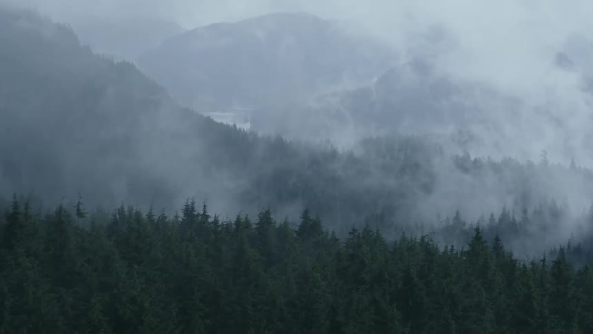 Pine forests on mountains under heavy fog
