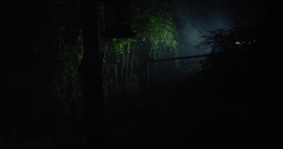 A dense forest at night with some fog