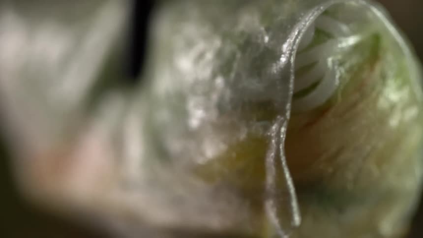 Vegetarian sushi roll in a transparent edible wrapping