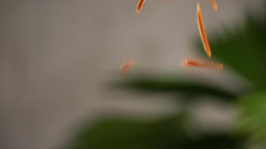 Carrot sticks drop against backdrop of plant fronds