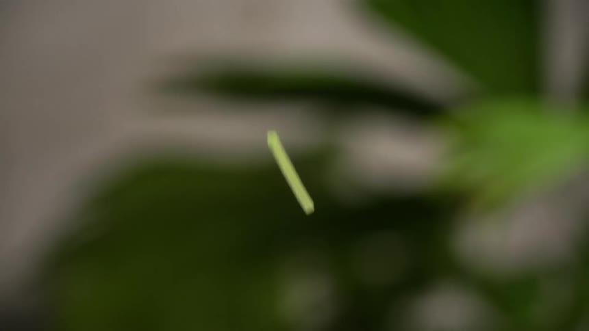 Shredded cucumbers are dropped in bundles
