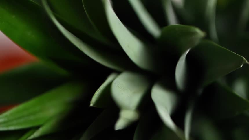 Sunlight shining on plant leaves