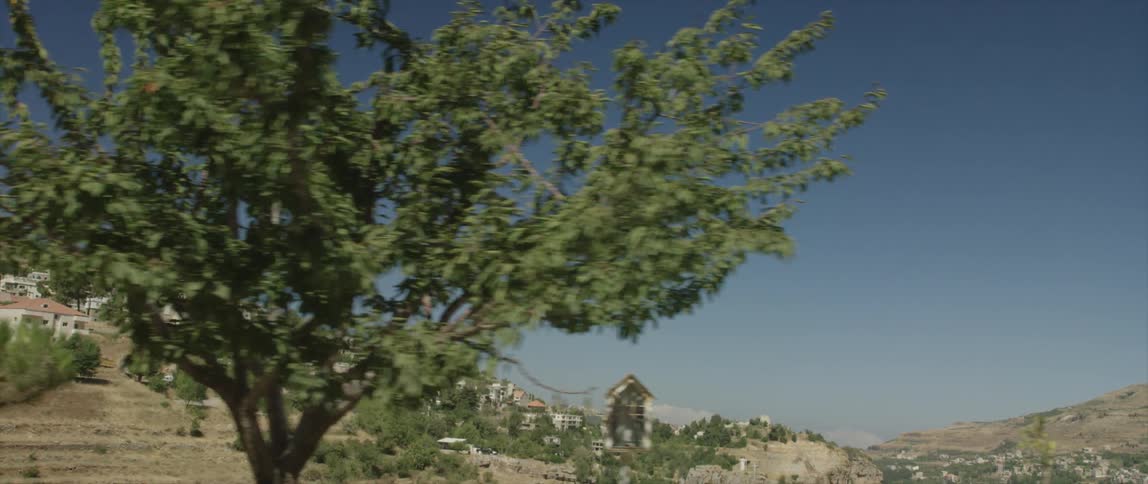 Trees up close and a small hillside town in the background on a clear day