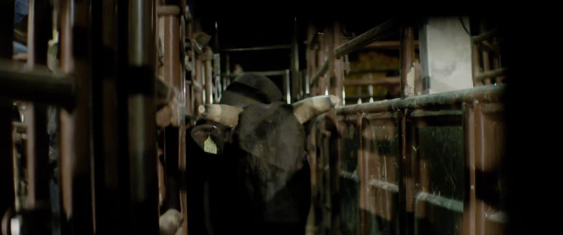 The bull moves through the fenced area