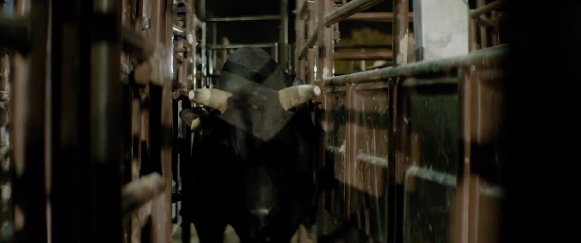 A bull enters and walks into a rodeo chute