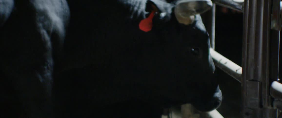 A bull with tagged ears roams inside a pen