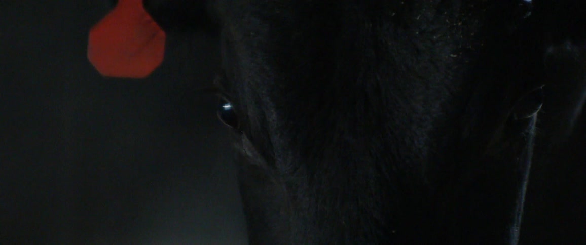 A red tag hangs from a bull's ear