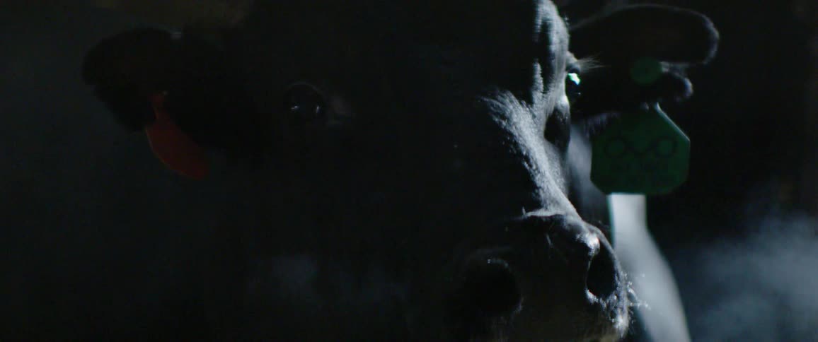 A cow is looking around in the dark