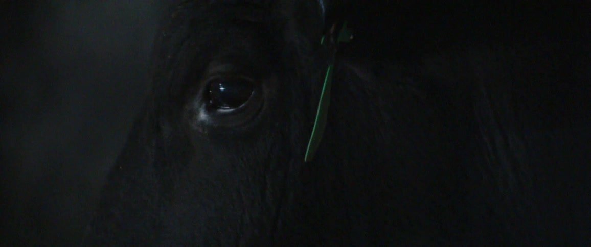 A bull with tagged ears looks around inside a pen