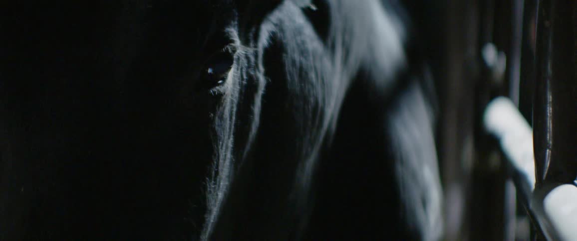 A bull is standing still in its pen and looks around