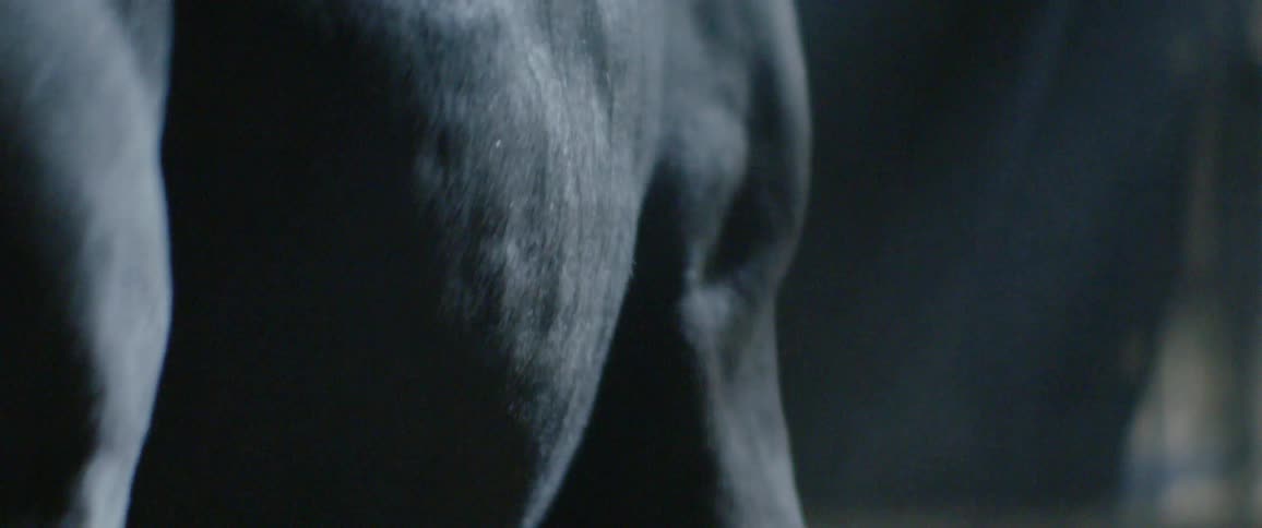 A bull roams in a pen