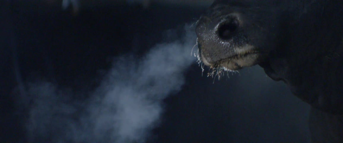 A bull blows breath out of its nose