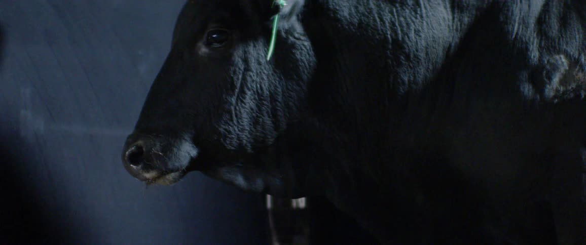 The large bull stands in the dark